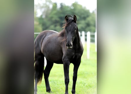 PRE, Stute, 3 Jahre, 165 cm, Rappe