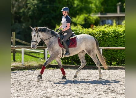 PRE Mix, Stute, 3 Jahre, 165 cm, Schimmel