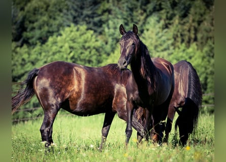 PRE Mix, Stute, 3 Jahre, 167 cm, Rappe