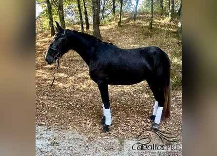 PRE Mix, Stute, 3 Jahre, 167 cm, Schimmel
