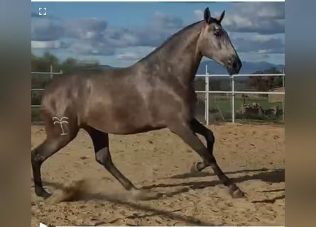 PRE, Stute, 3 Jahre, 175 cm, Fliegenschimmel