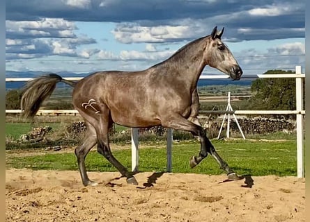 PRE Mix, Stute, 3 Jahre, 175 cm, Fliegenschimmel