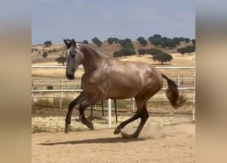 PRE, Stute, 3 Jahre, 177 cm, Fliegenschimmel