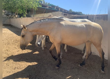 PRE, Stute, 3 Jahre, Buckskin