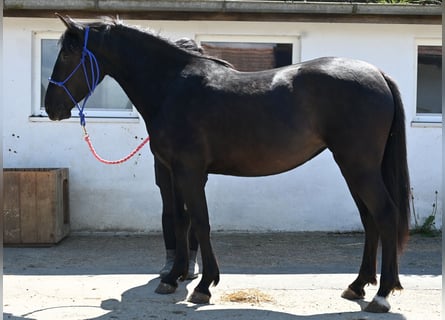 PRE, Stute, 3 Jahre