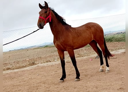 PRE Mix, Stute, 4 Jahre, 152 cm, Rotbrauner