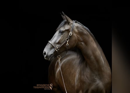 PRE Mix, Stute, 4 Jahre, 153 cm, Rappe