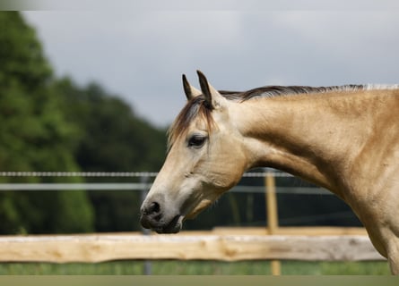 PRE, Stute, 4 Jahre, 154 cm, Buckskin