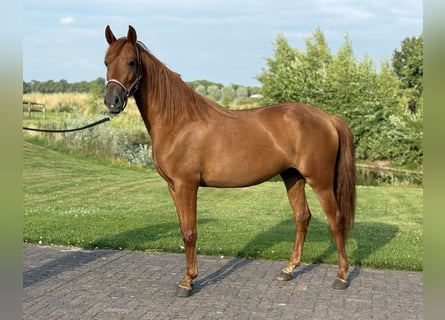 PRE Mix, Stute, 4 Jahre, 154 cm, Dunkelfuchs
