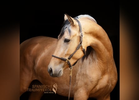 PRE Mix, Stute, 4 Jahre, 154 cm, Falbe