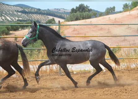 PRE Mix, Stute, 4 Jahre, 155 cm, Apfelschimmel