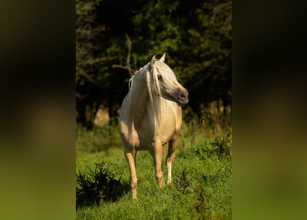 PRE Mix, Stute, 4 Jahre, 155 cm, Palomino