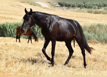 PRE, Stute, 4 Jahre, 155 cm, Rappe