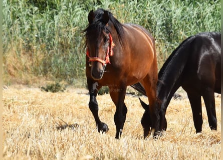 PRE, Stute, 4 Jahre, 156 cm, Brauner