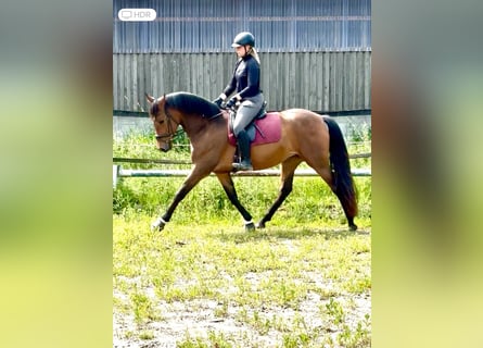 PRE, Stute, 4 Jahre, 158 cm, Brauner