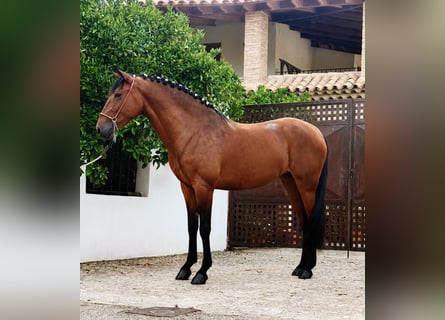 PRE, Stute, 4 Jahre, 158 cm, Dunkelbrauner