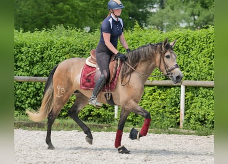PRE Mix, Stute, 4 Jahre, 158 cm, Schimmel