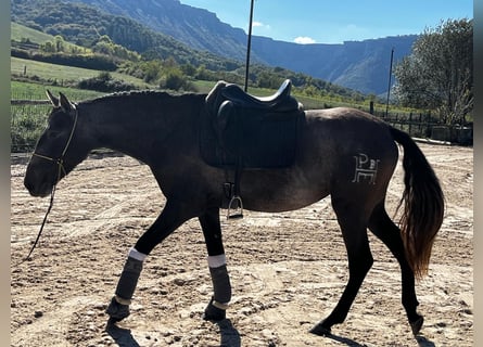 PRE, Stute, 4 Jahre, 159 cm, Apfelschimmel