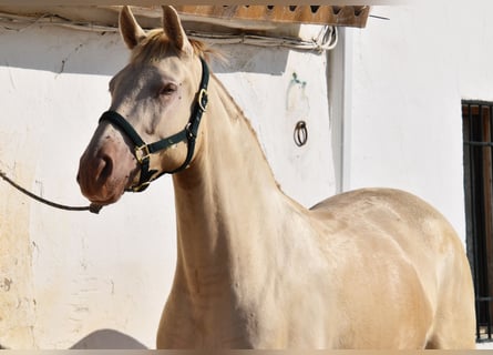 PRE Mix, Stute, 4 Jahre, 159 cm, Pearl