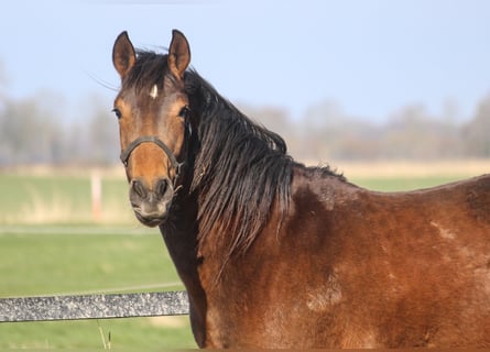 PRE Mix, Stute, 4 Jahre, 160 cm, Brauner