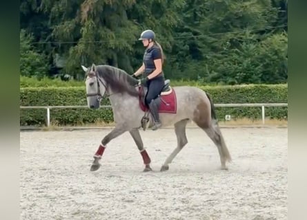 PRE Mix, Stute, 4 Jahre, 160 cm