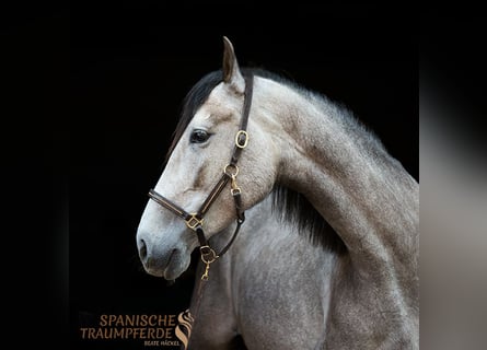 PRE Mix, Stute, 4 Jahre, 162 cm, Schimmel