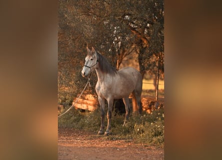PRE, Stute, 4 Jahre, 162 cm, Schimmel