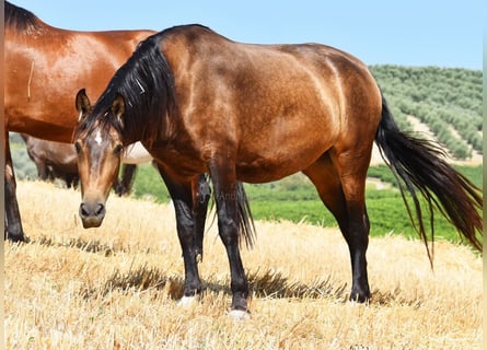 PRE, Stute, 4 Jahre, 165 cm, Falbe