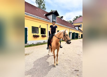 PRE Mix, Stute, 4 Jahre, 165 cm, Palomino