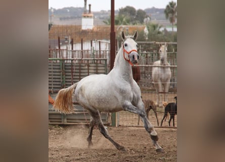 PRE Mix, Stute, 4 Jahre, 165 cm, Schimmel