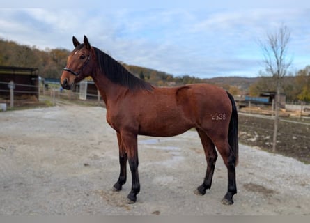 PRE Mix, Stute, 4 Jahre, 165 cm