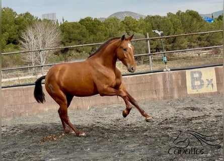 PRE Mix, Stute, 4 Jahre, 166 cm, Fuchs