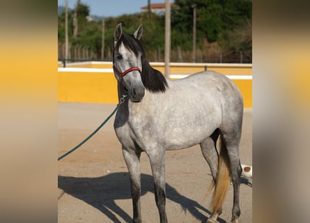 PRE Mix, Stute, 4 Jahre, 167 cm, Apfelschimmel