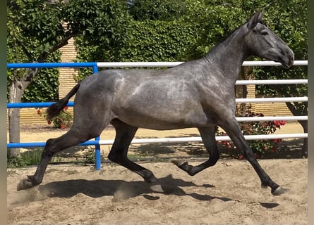 PRE Mix, Stute, 4 Jahre, 167 cm, Schimmel