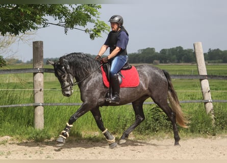 PRE, Stute, 4 Jahre, 167 cm, Schimmel