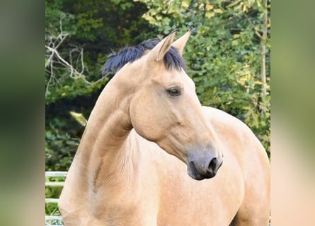 PRE Mix, Stute, 4 Jahre, 169 cm, Buckskin