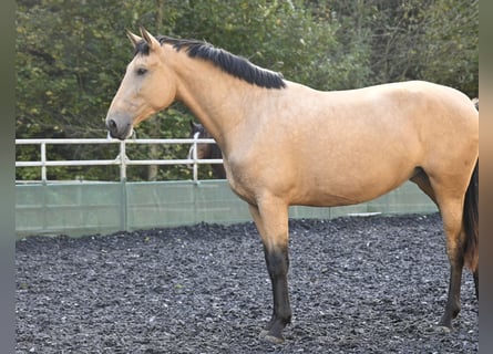 PRE Mix, Stute, 4 Jahre, 170 cm, Buckskin