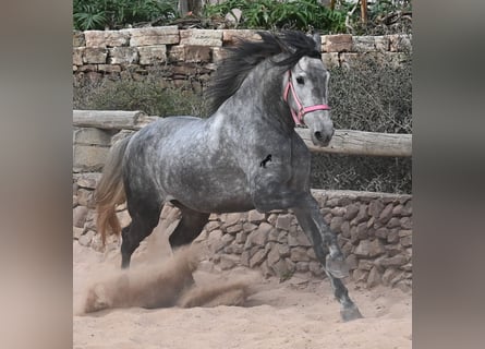 PRE Mix, Stute, 4 Jahre, 170 cm, Schimmel