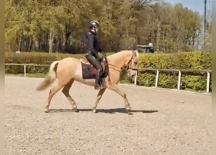 PRE Mix, Stute, 5 Jahre, 150 cm, Palomino