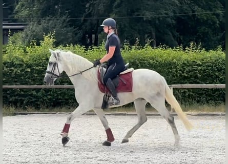 PRE, Stute, 5 Jahre, 154 cm, Schimmel