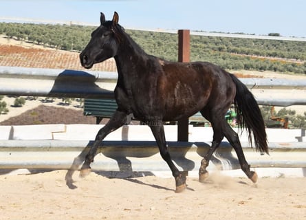 PRE, Stute, 5 Jahre, 155 cm, Rappe