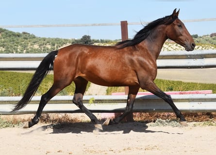 PRE, Stute, 5 Jahre, 156 cm, Brauner