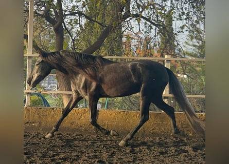 PRE Mix, Stute, 5 Jahre, 157 cm, Rappschimmel