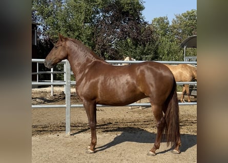 PRE, Stute, 5 Jahre, 158 cm, Fuchs