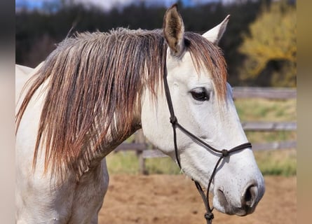 PRE Mix, Stute, 5 Jahre, 158 cm, Schimmel