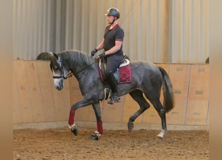 PRE Mix, Stute, 5 Jahre, 160 cm, Blauschimmel