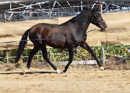 PRE, Stute, 5 Jahre, 160 cm, Rappe