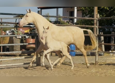 PRE Mix, Stute, 5 Jahre, 161 cm, Cremello