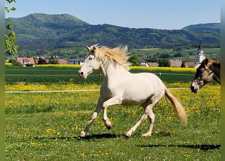 PRE, Stute, 5 Jahre, 162 cm, Perlino