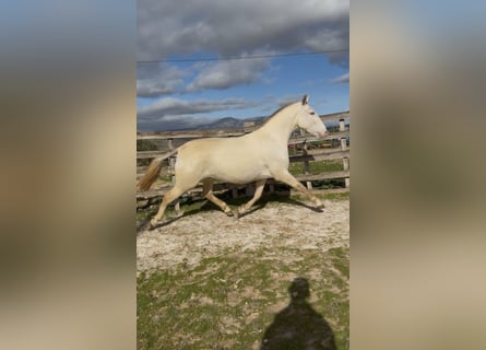 PRE Mix, Stute, 5 Jahre, 162 cm, Perlino